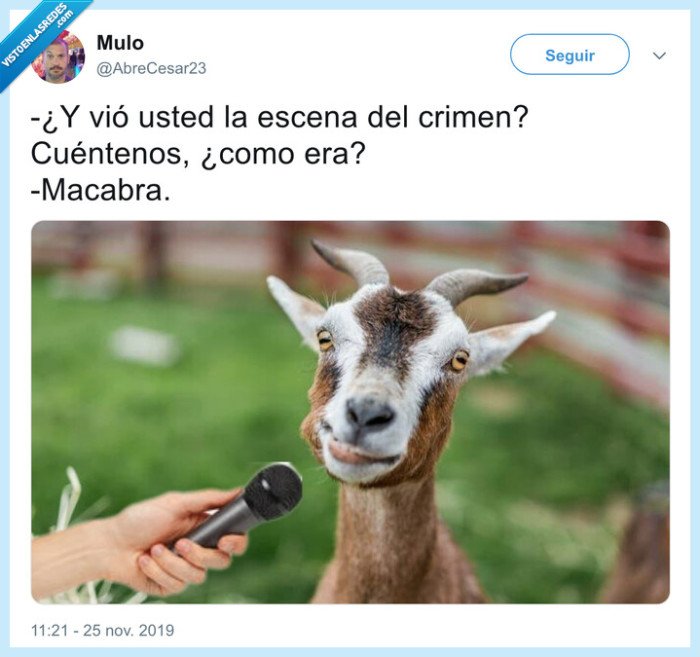 macabara,cabra,chistaco,animales