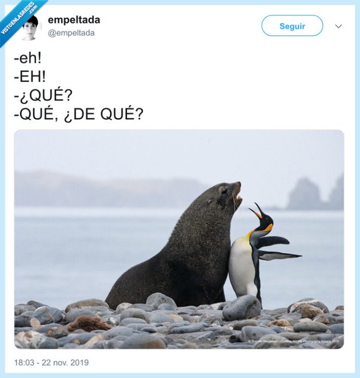 pinguino,vacilada,leon marino