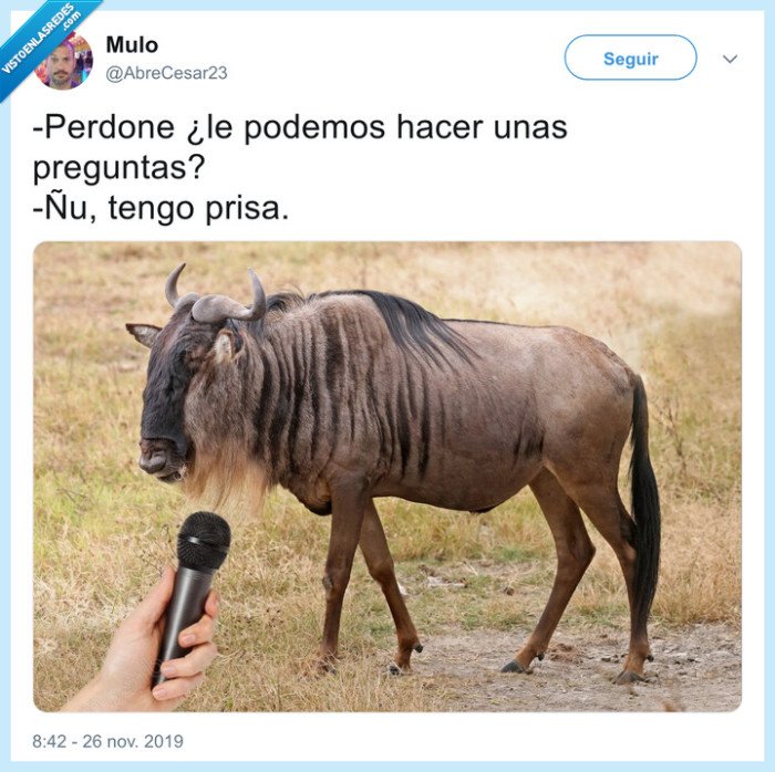 prisa,ñu,animal,entrevista