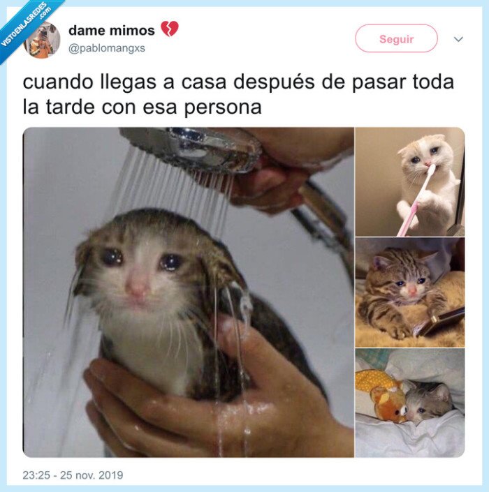 nostalgia,amor,desolado,gato