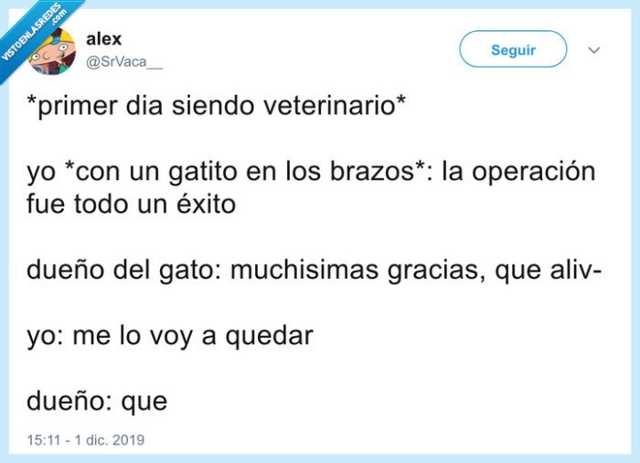 gato,veterinario,cuidar,curar
