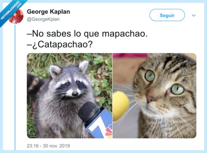 cat,mapache,gatos