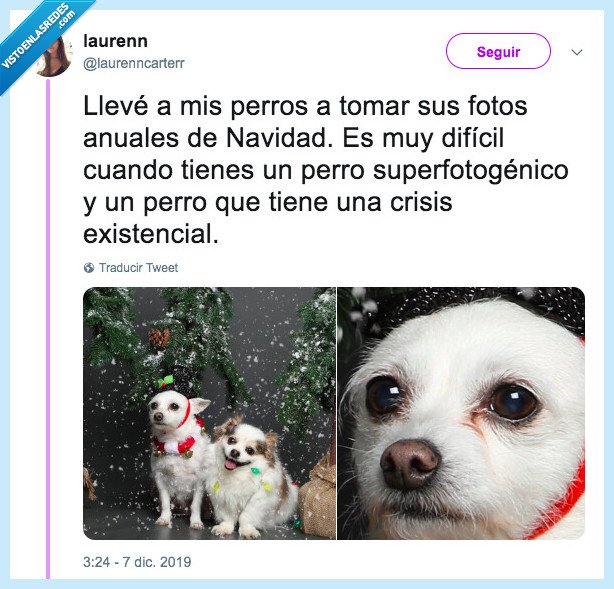 navidad,fotos,perros,crisis existencial