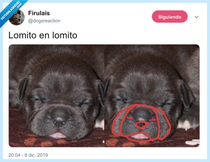 perro,hocico,cara