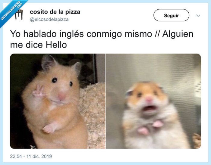 hamster,inglés,nivel