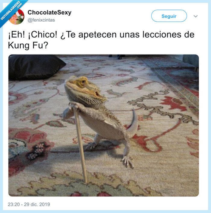 reptil,largarto,enseñar,palo,maestro