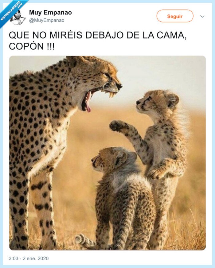 regalos,guepardos,reyes,bajo la cama