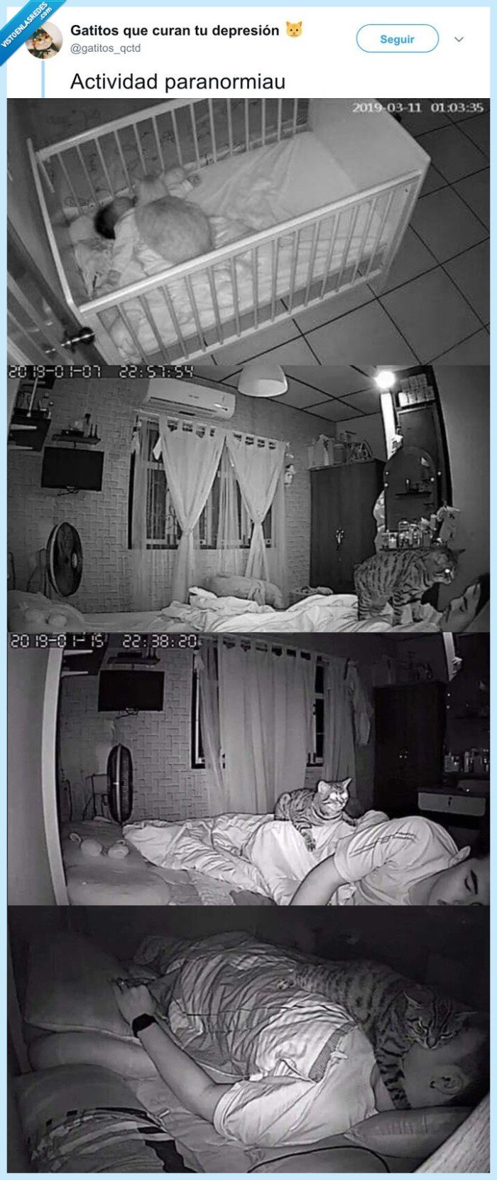gato,camara,actividad paranormal