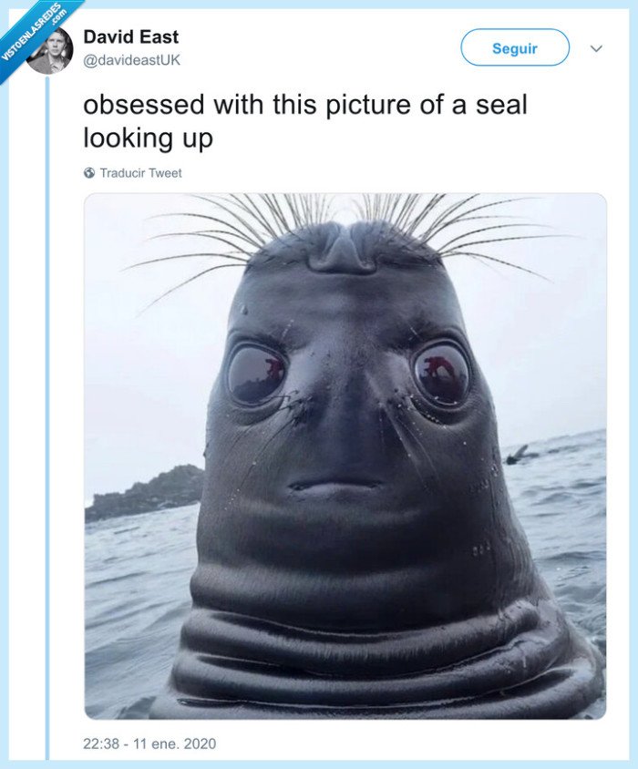 foca,perspectiva,arriba