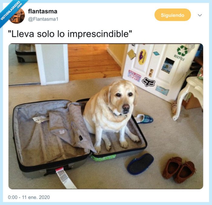 perro,maleta,viaje