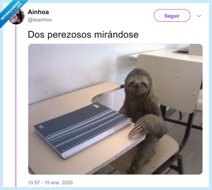 perezoso,tú,mirar