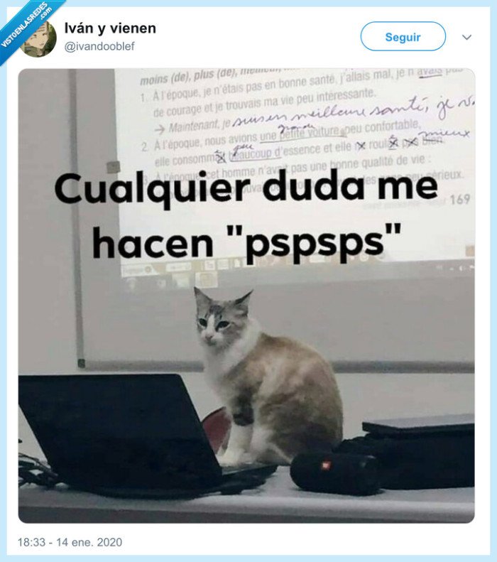 gato,dudas,clase,profesor,pspspspsps