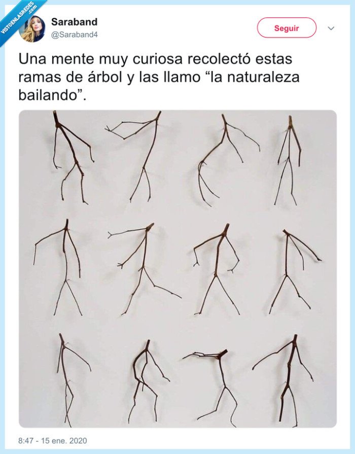 naturaleza,baile,ramas,árbol