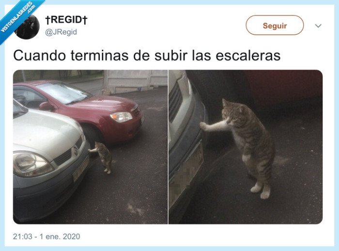 gato,cansado,apoyarse