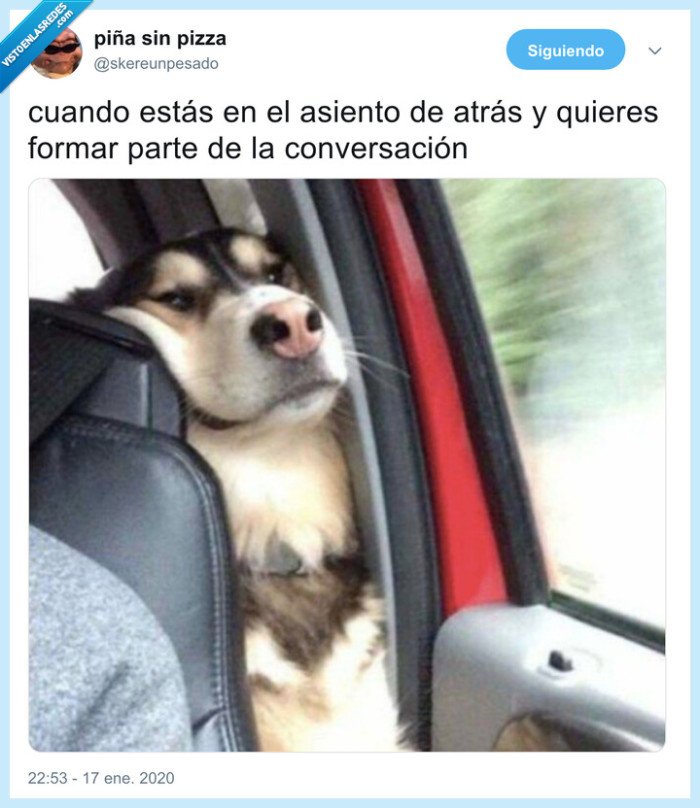 perro,asiento,en medio,coche,conversación