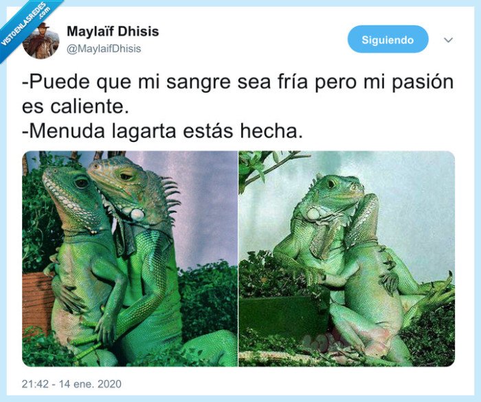 lagartos,lagarta,sangre fría,pasión,abrazo,amor