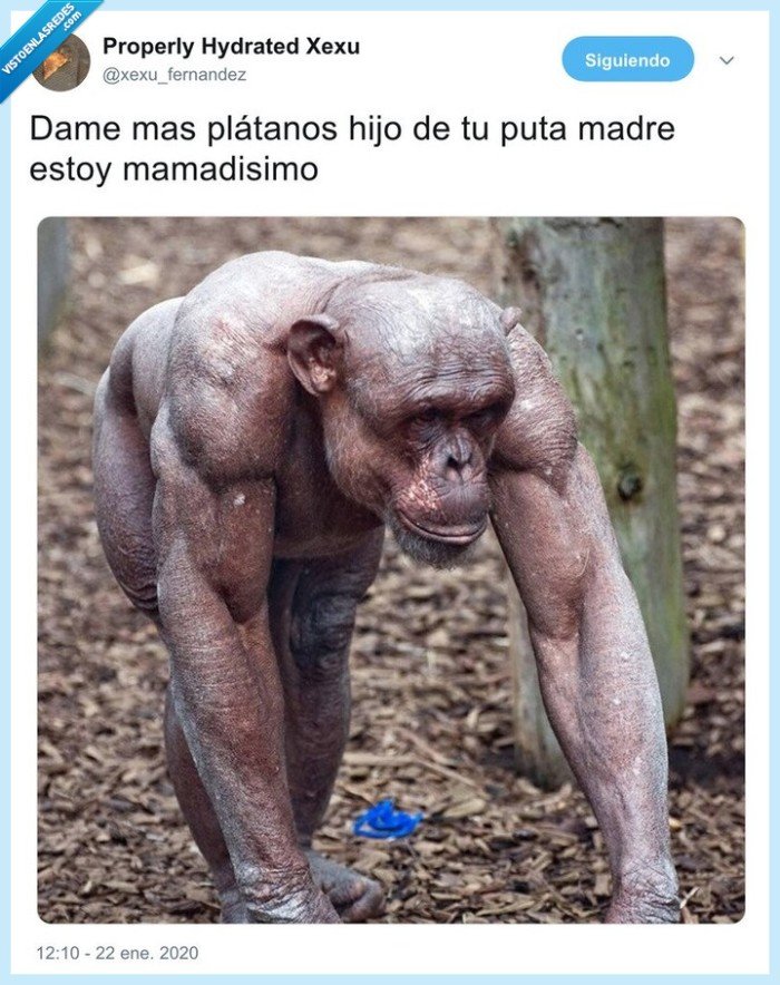 mono,simio,mazado,cachas,plátano