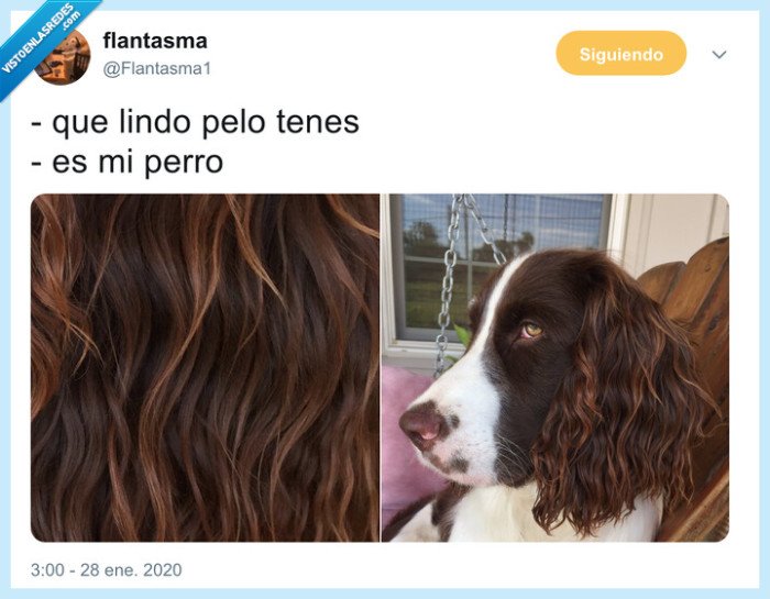 pelo,pelazo,perro