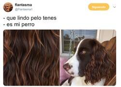 Enlace a Qué pelazo el perro, por @Flantasma1