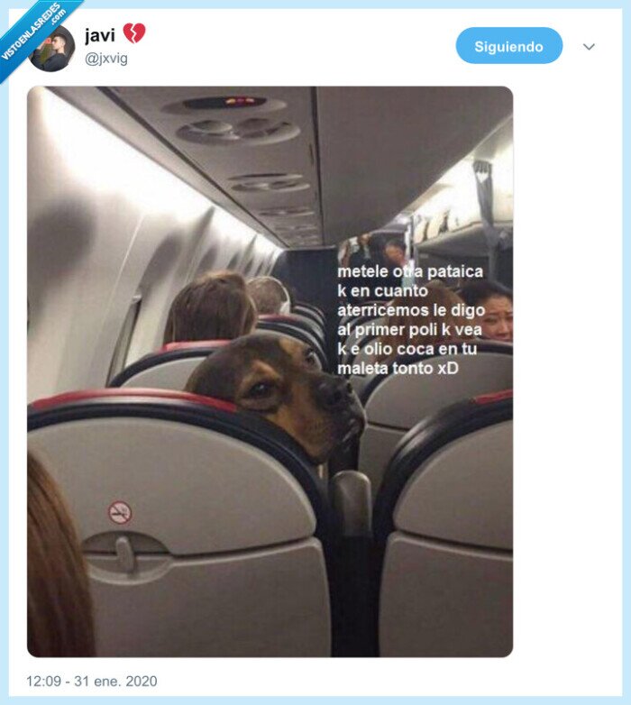 avión,perro,pataditas