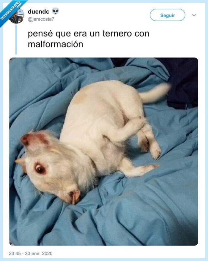 perro,cabeza girada,wtf