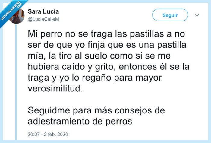 adiestrar,perros,comida,al suelo