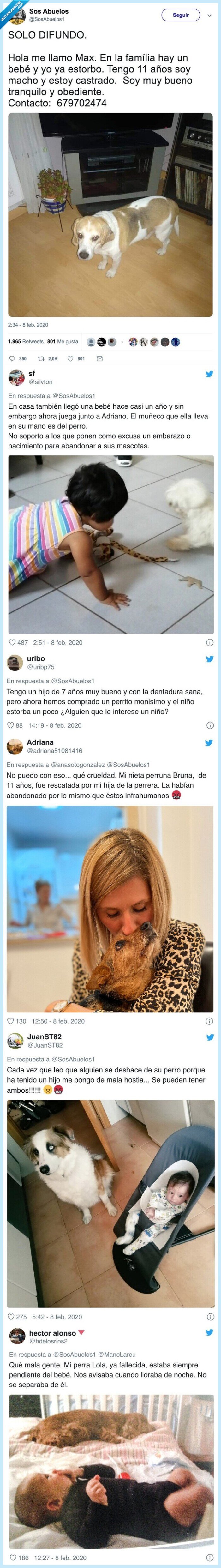 perro,objeto,estorbar,molestar