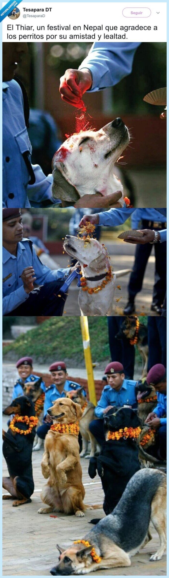 perritos,perros,fiesta,tradición,celebrar,agradecer