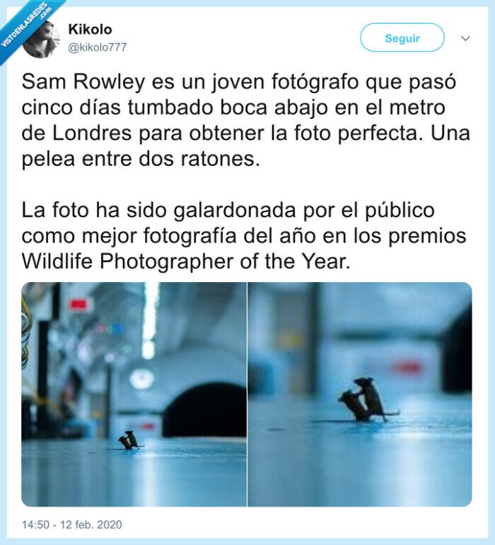 ratas,metro,londres,pelea