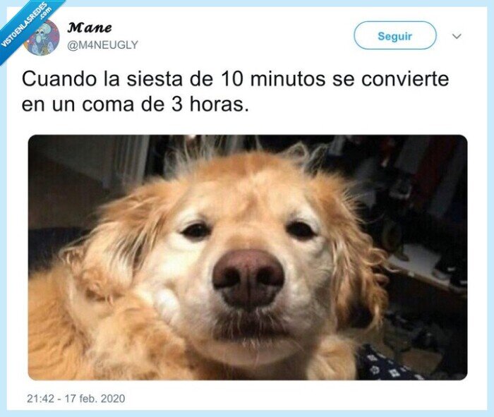 perro,siesta,descolocado,cara