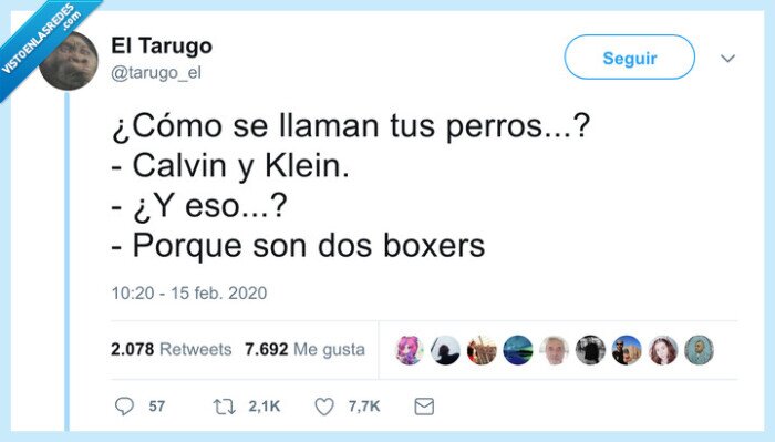 boxers,perros,calvin,klein
