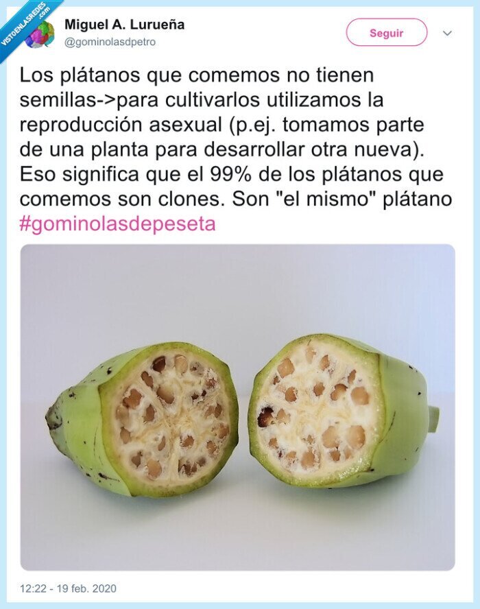 plátanos,clon,comida