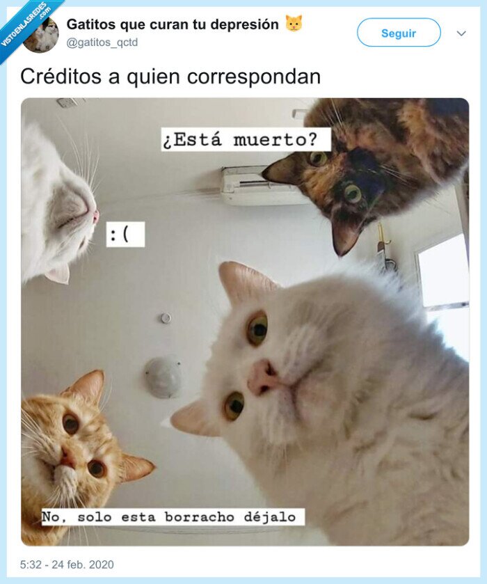 gatos,borracho,mirar,acorralar