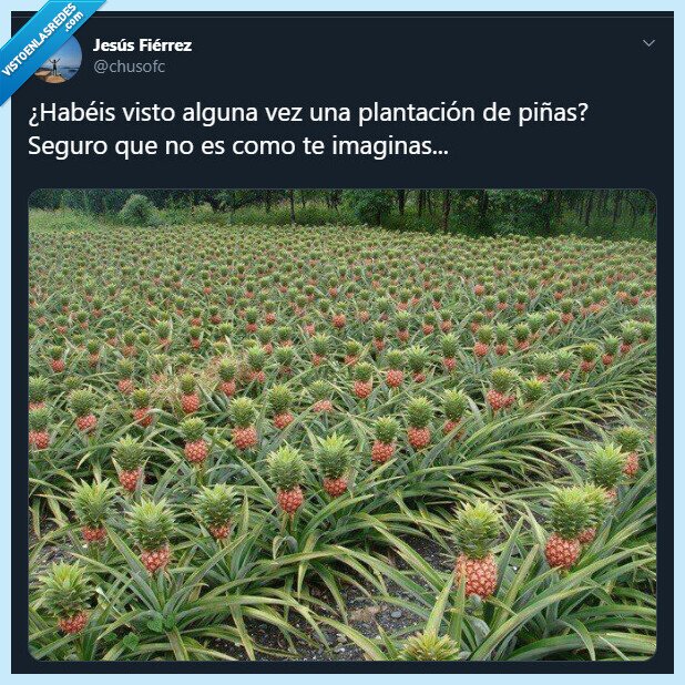 piñas,campo,plantacion,naturaleza,curiosidades