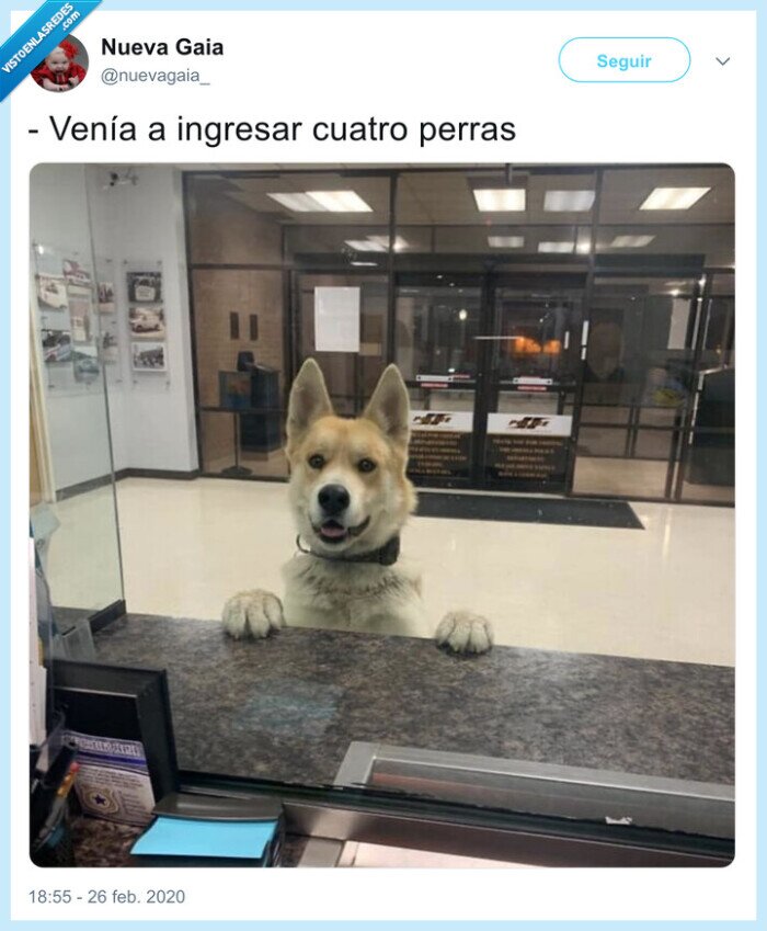 perro,banco,perras,ingresar
