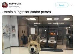 Enlace a Un perro ahorrador, por @nuevagaia_