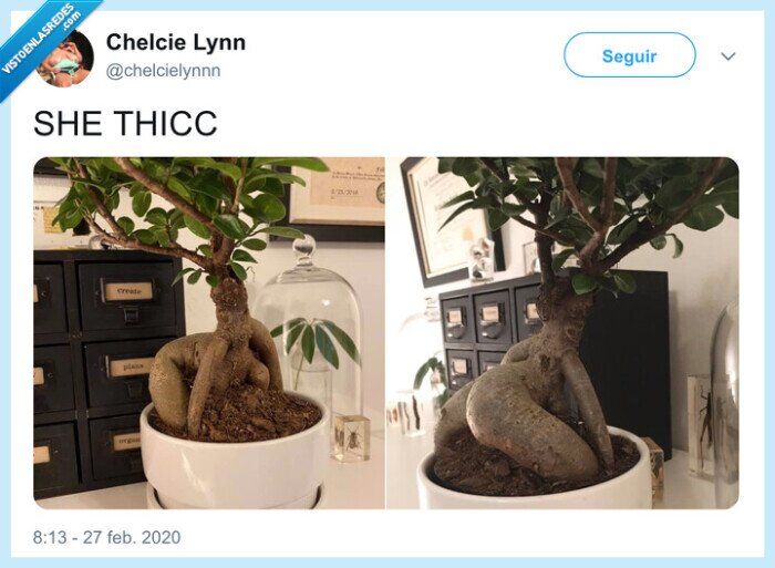 planta,tronco,twerking
