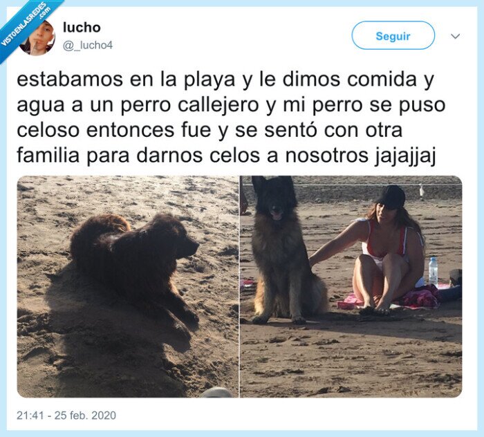 perro,venganza,rencoroso,playa