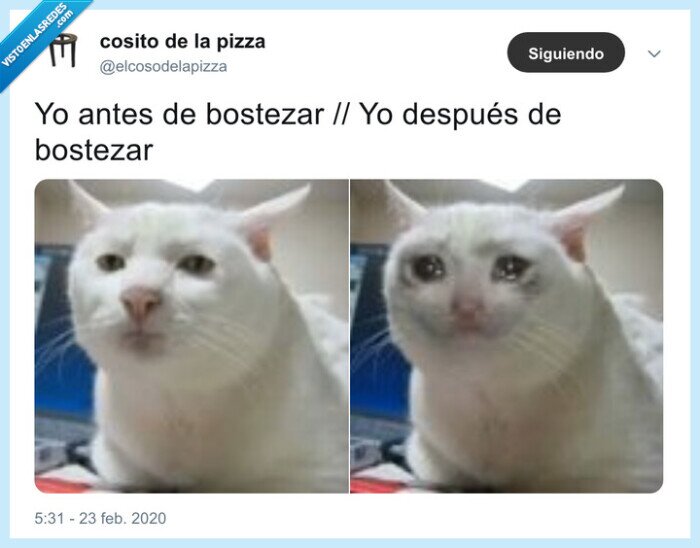 bostezar,lágrimas,lunes,gato