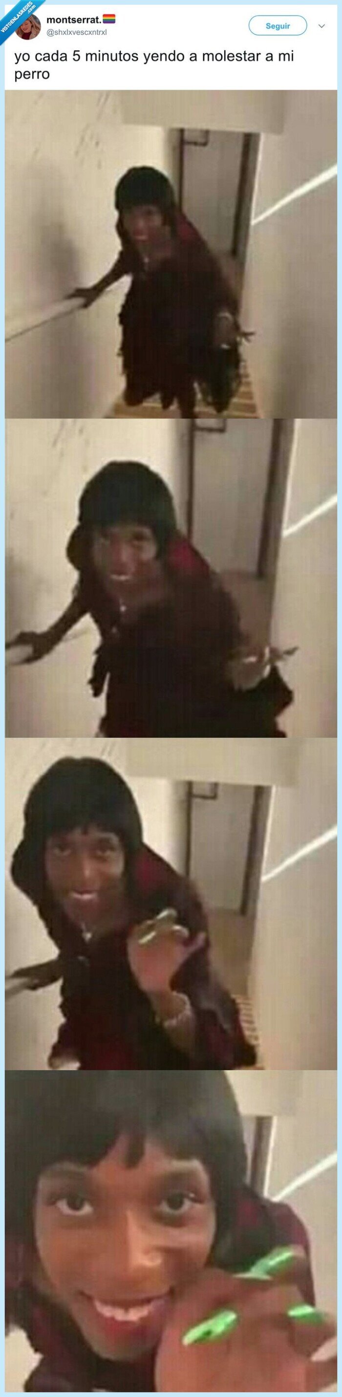 pesados,mascotas,acariciar,perro