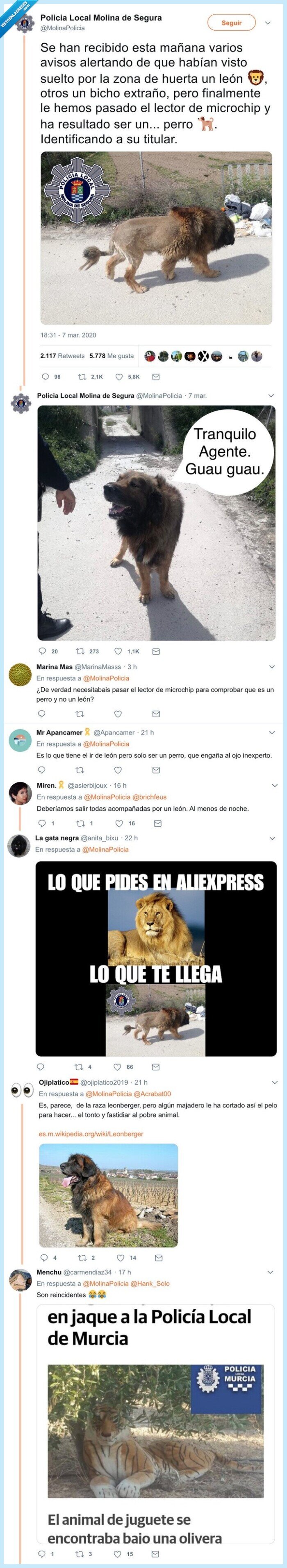 león,perro,murcia,suelto,corte de pelo