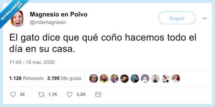 coronavirus,gatos,casa