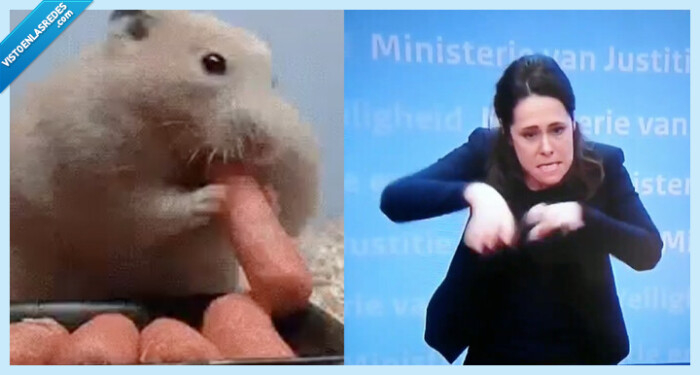 543795 - Una intérprete de signos holandesa tiene que improvisar el hamster en medio de la cuarentena