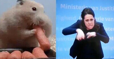 543795 - Una intérprete de signos holandesa tiene que improvisar el hamster en medio de la cuarentena