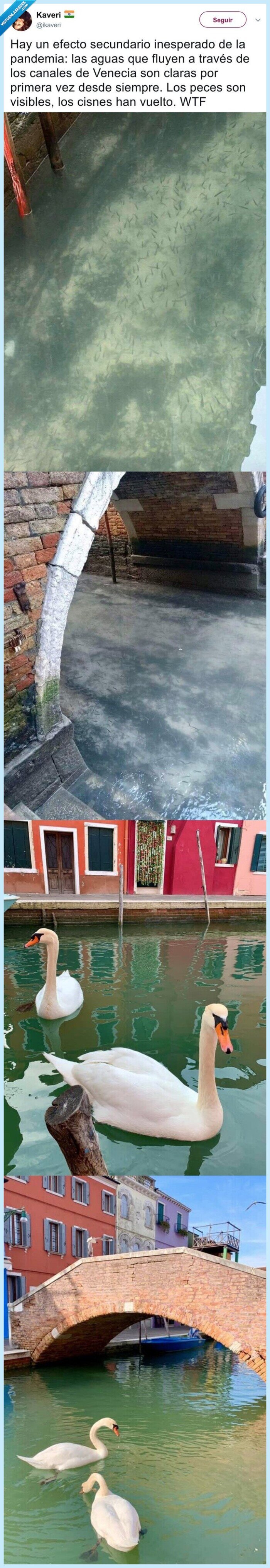 venecia,coronavirus,fauna,extinguirse,agua,canales