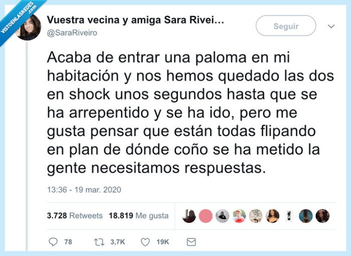 paloma,ventana,shock,coronavirus