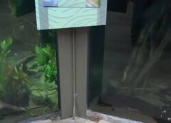 Enlace a Hay zoos que han cerrado por coronavirus, pero permiten que los pingüinos campen a sus anchas cual turista