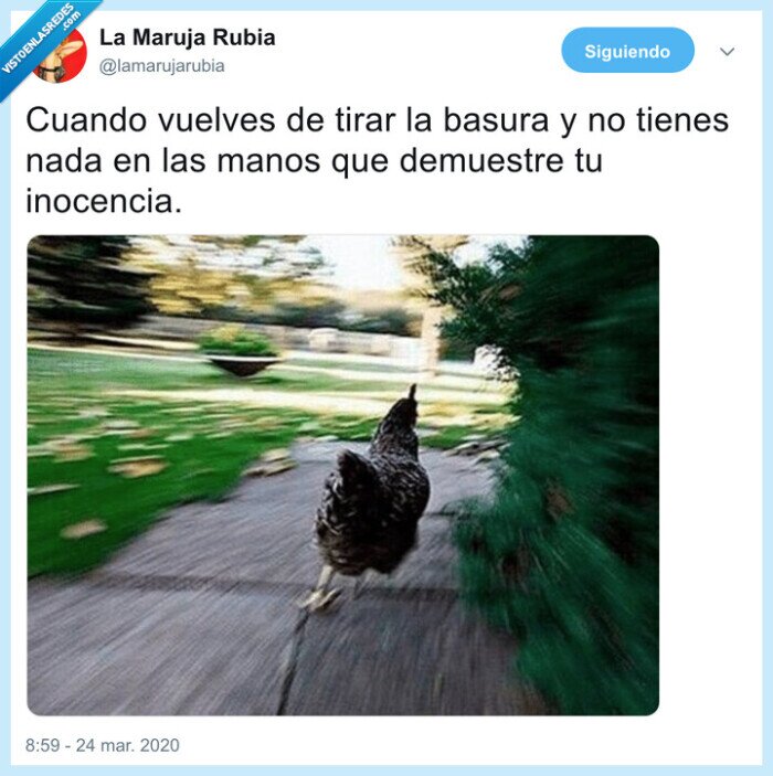 basura,coronavirus,gallina,correr