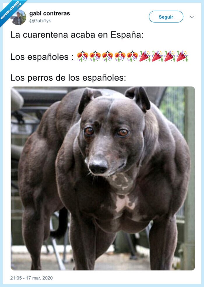 perro,calle,pasear,coronavirus