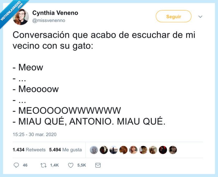 gato,miau,conversar,locura